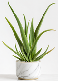 Aloe Vera Plant (Aloe Barbadensis Miller) – Air Purifying Indoor Succulent