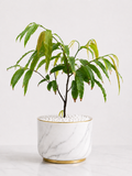 Ashoka Tree Plant (Polyalthia longifolia) – Evergreen Ornamental Tree