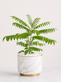 Curry Leaf Plant (Kadi Patta) – Aromatic Culinary Herb Plant