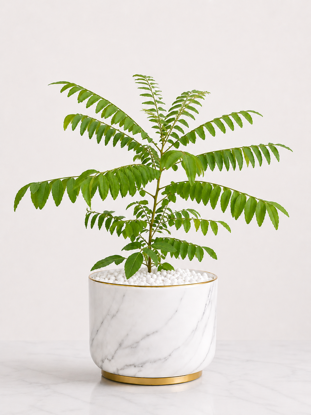 Curry Leaf Plant (Kadi Patta) – Aromatic Culinary Herb Plant