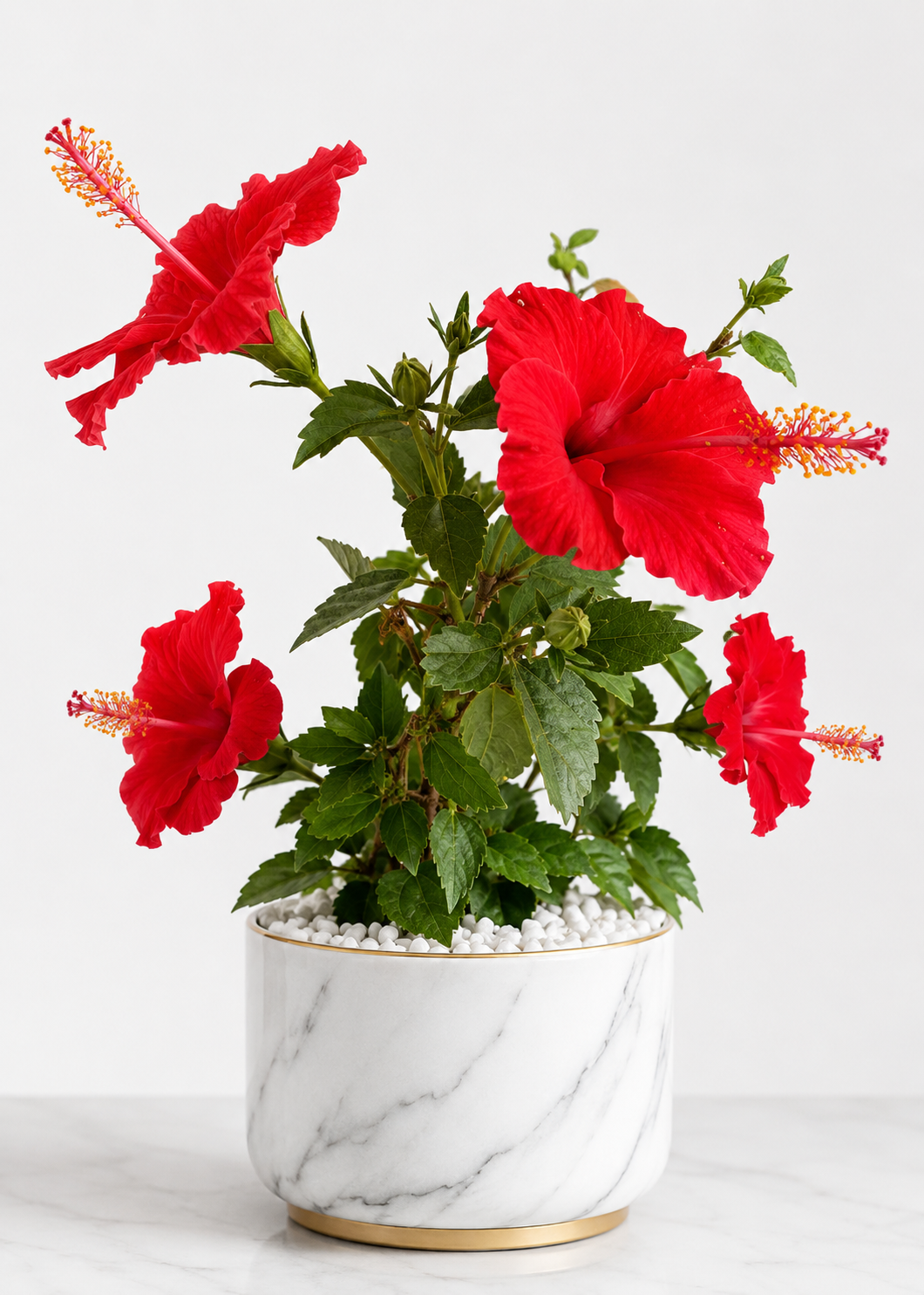Hibiscus Plant (Gudhal) – Flowering Ornamental Plant