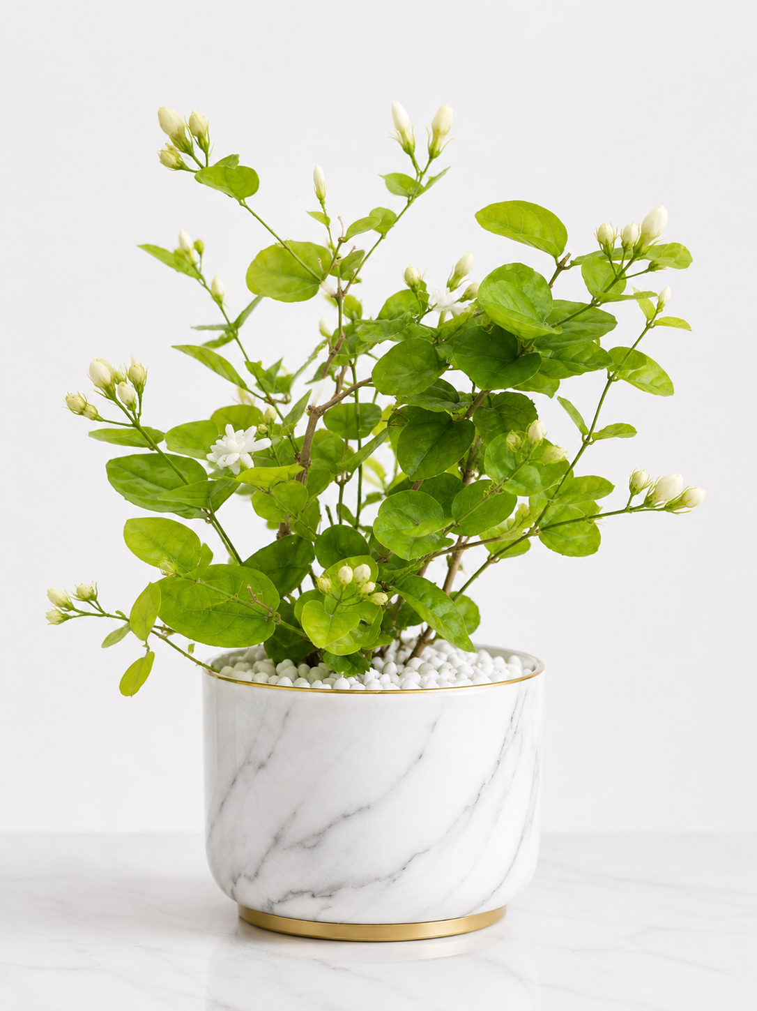 Jasmine Plant (Mogra) – Fragrant Flowering Plant