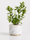 Lemon Plant (Citrus limon) – Fruit Bearing Citrus Plant