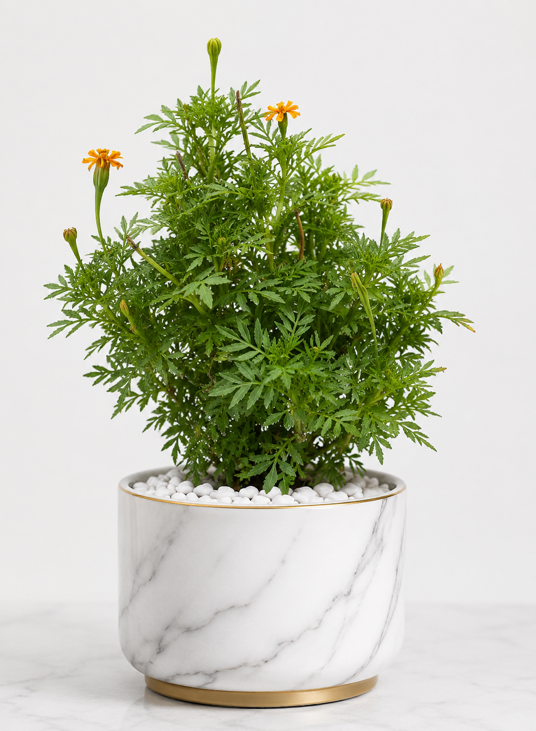 Marigold Plant (Genda) – Vibrant Flowering Plant