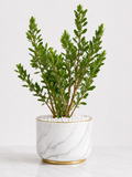 Sadabahar Plant (Periwinkle) – Evergreen Flowering Plant