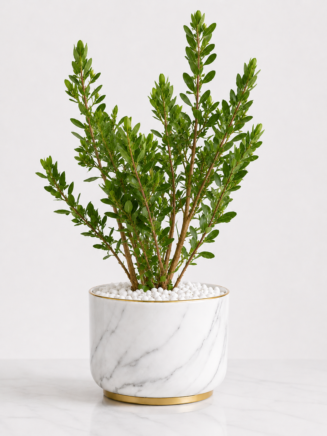 Sadabahar Plant (Periwinkle) – Evergreen Flowering Plant